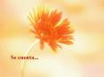 Se cuenta