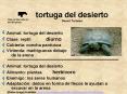 tortuga del desierto Desert Tortoise