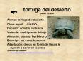 tortuga del desierto Desert Tortoise