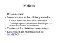 Meiosis