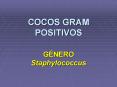 COCOS GRAM POSITIVOS