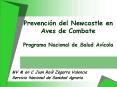 Prevencin del Newcastle en Aves de Combate Programa Nacional de Salud Avcola