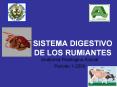 SISTEMA DIGESTIVO DE LOS RUMIANTES
