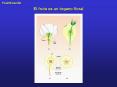 El fruto es un rgano floral