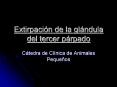 Extirpacin de la glndula del tercer prpado