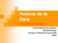 Huesos de la Cara (V