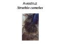 Avestruz Struthio camelus