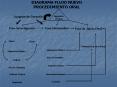 DIAGRAMA FLUJO NUEVO PROCEDIMIENTO ORAL