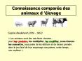 Connaissance compare des animaux dlevage