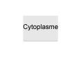 Cytoplasme