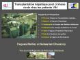 Transplantation chez les patients co-infect