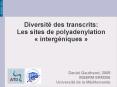 Diversit des transcrits: Les sites de polyadenylation intergniques
