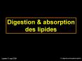 15digestionabsorptionlipides1
