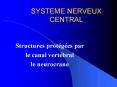 SYSTEME NERVEUX CENTRAL