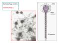 Bacteriophage vectors