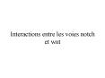 Interactions entre les voies notch et wnt
