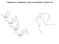 Categorize as: Carbohydrate, Lipid, ProteinPeptide, or Nucleic Acid
