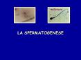 LA SPERMATOGENESE