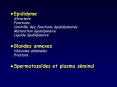 Epididyme