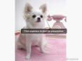adorable Chihuahuas!