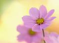 Beautiful Flowers