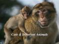 Cute & Innocent Animals