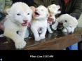 Most Expensive Animals
