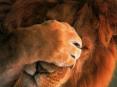 Animaux