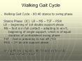 Walking Gait Cycle