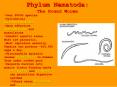 Phylum Nematoda: The Round Worms