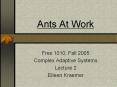 Ants At Work