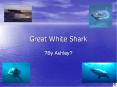 Great White Shark
