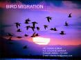 Introduction to Bird Migration