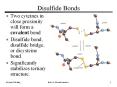 Protein Folding