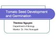 Tomato Seed Development and Germination
