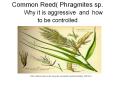 Common Reed Phragmites sp. Why it is aggressive and how to be controlled
