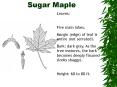 Sugar Maple
