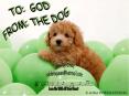 TO: GOD: FROM: THE DOG