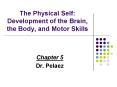 The Physical Self: Development of the Brain, the Body, and Motor Skills