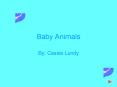 Baby Animals