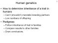 Human genetics