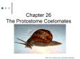 Chapter 26 The Protostome Coelomates