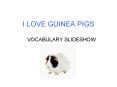 I LOVE GUINEA PIGS. VOCABULARY SLIDESHOW. BOARS. FOND. GNAW