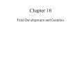 Fetal Development and Genetics