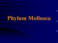 Phylum Mollusca