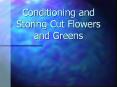 Conditioning and Storing Cut Flowers and Greens