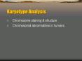 Karyotype Analysis