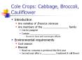 Cole Crops: Cabbage, Broccoli, Cauliflower
