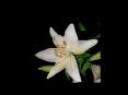 Sexual reproduction in flowering plants