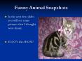 Funny Animal Snapshots